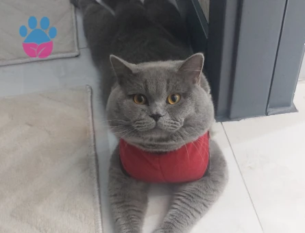 Safkan British Shorthair Grey