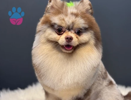 Sağlıklı Erkek Merle Pomeranian Pars İçin Dişi Eş Arıyoruz