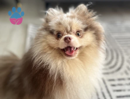 Sağlıklı Erkek Merle Pomeranian Pars İçin Dişi Eş Arıyoruz