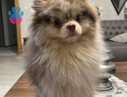 Sağlıklı Erkek Merle Pomeranian Pars İçin Dişi Eş Arıyoruz