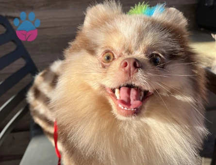 Sağlıklı Erkek Merle Pomeranian Pars İçin Dişi Eş Arıyoruz