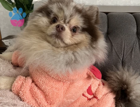 Sağlıklı Erkek Merle Pomeranian Pars İçin Dişi Eş Arıyoruz