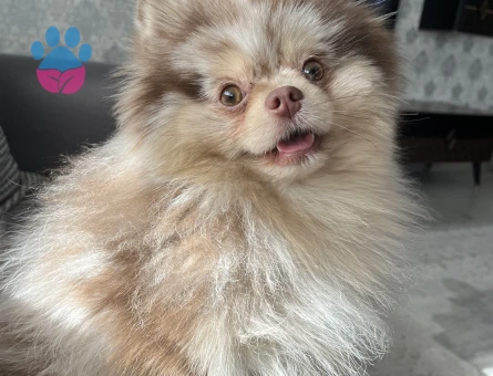 Sağlıklı Erkek Merle Pomeranian Pars İçin Dişi Eş Arıyoruz