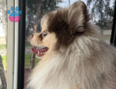 Sağlıklı Erkek Merle Pomeranian Pars İçin Dişi Eş Arıyoruz