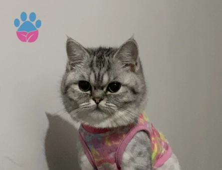 British Shorthair kızımıza es arıyoruz