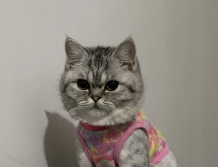 British Shorthair kızımıza es arıyoruz - 118982176