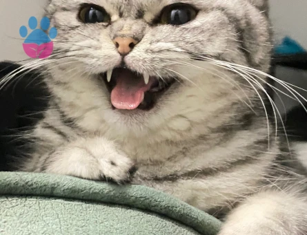 British Shorthair kızımıza es arıyoruz