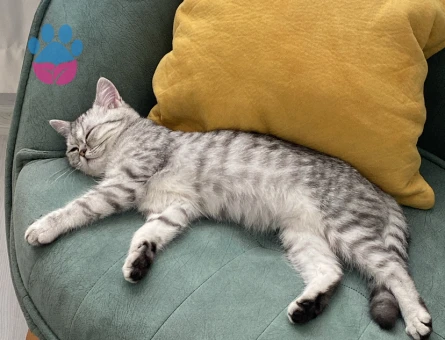 British Shorthair kızımıza es arıyoruz