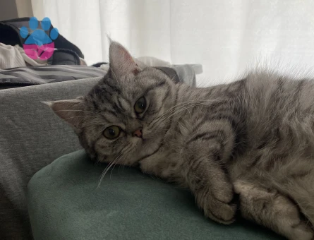 British Shorthair kızımıza es arıyoruz