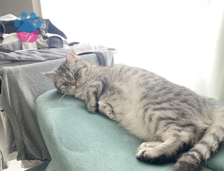 British Shorthair kızımıza es arıyoruz