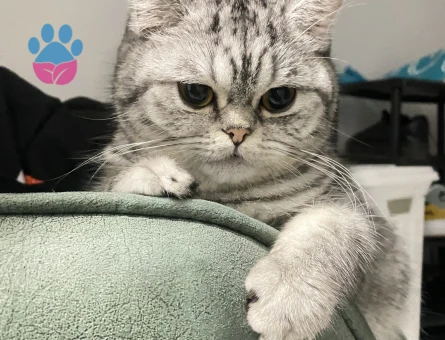 British Shorthair kızımıza es arıyoruz