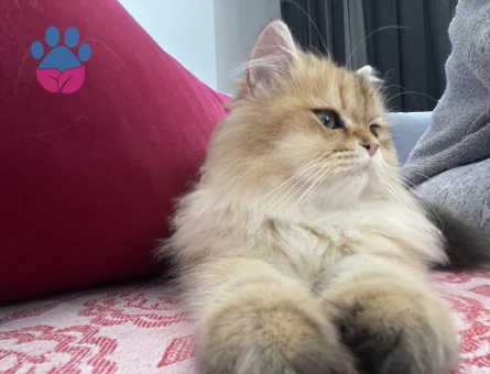 Kedime erkek eş arıyorum