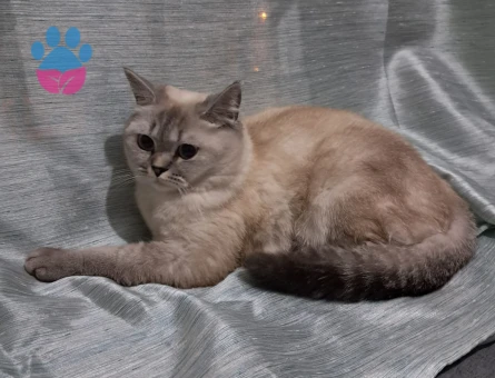 British Shorthair Kedime Erkek Eş arıyoruz