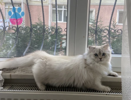 British Longhair Kızımıza damat Arıyoruz