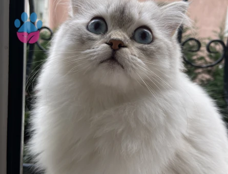 British Longhair Kızımıza damat Arıyoruz