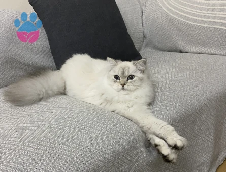 British Longhair Kızımıza damat Arıyoruz