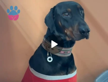 Doberman 3 yaşında oğlumuza eş arıyoruz