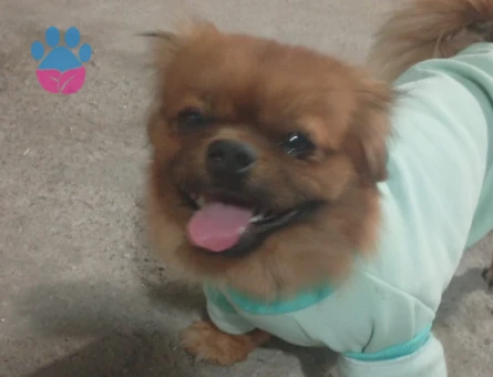 Erkek pekinez 2 Yaşında Eş Arıyoruz