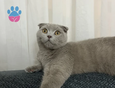 Scottish 11 aylık erkek kedime eş arıyorum