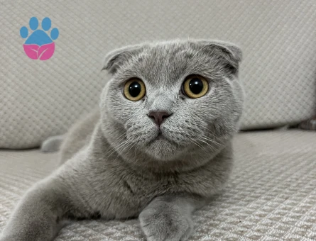 Scottish 11 aylık erkek kedime eş arıyorum