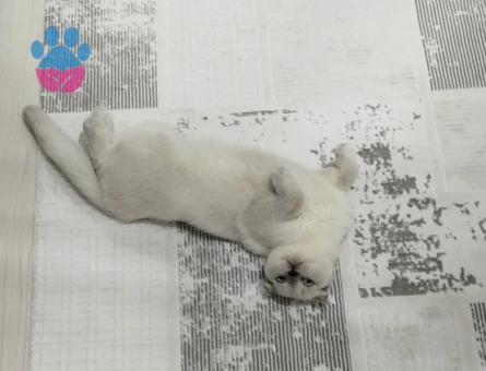 Scottish Fold Kedime Eş Arıyorum