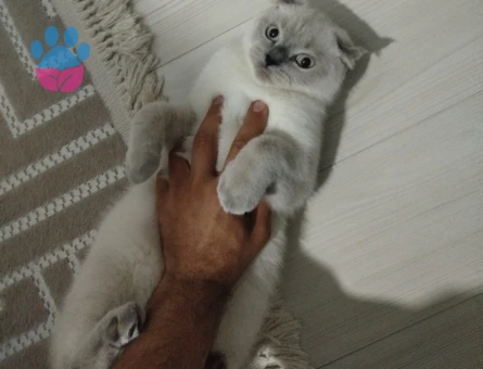 Scottish Fold Kedime Eş Arıyorum