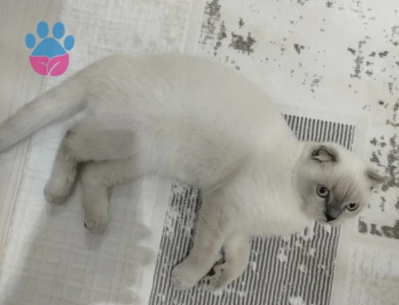 Scottish Fold Kedime Eş Arıyorum