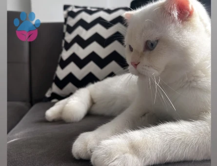 Scottish Fold Oğlumuz buluta eş arıyoruz