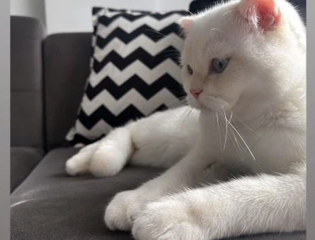 Scottish Fold Oğlumuz buluta eş arıyoruz - 118982192
