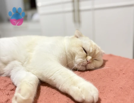 Scottish Fold Oğlumuz buluta eş arıyoruz