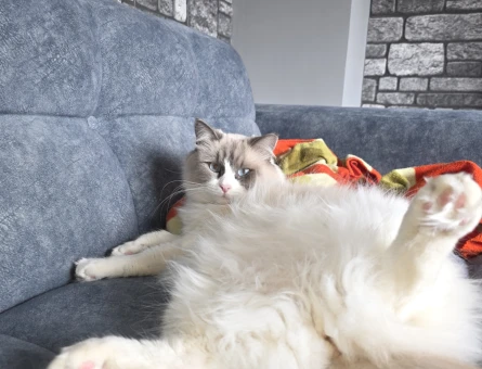 Bicolor Ragdoll Damat Aranıyor - 118982193