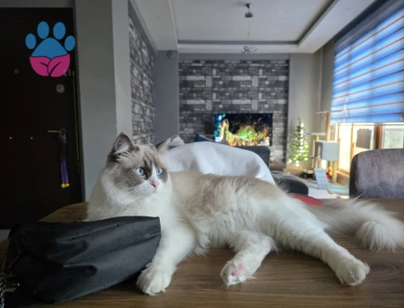 Bicolor Ragdoll Damat Aranıyor