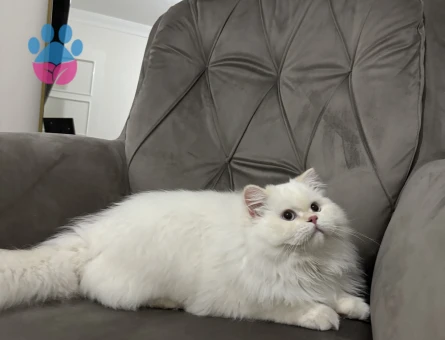 British Longhair Yakışıklı oğluma eş arıyorum