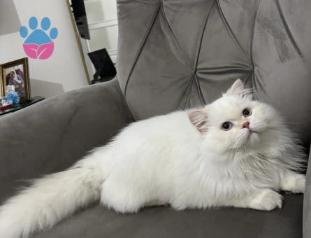 British Longhair Yakışıklı oğluma eş arıyorum