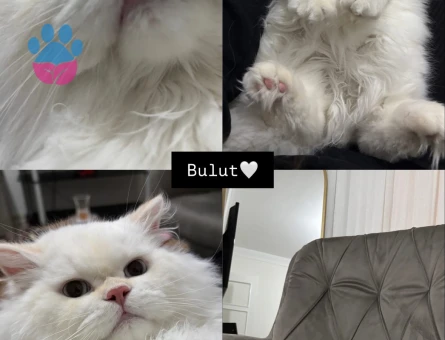 British Longhair Yakışıklı oğluma eş arıyorum