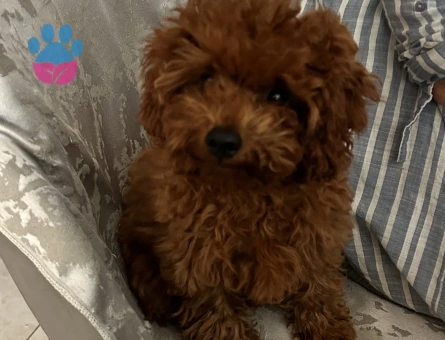 Toy poodle Kızımıza eş arıyoruz
