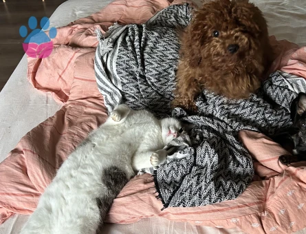 Toy poodle Kızımıza eş arıyoruz