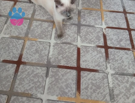 British Bluepoınt 11 Aylık Eş Arıyor