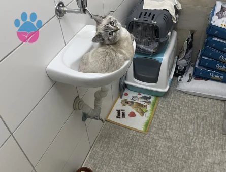 British Shorthair Kedime Dişi eş arıyoruz