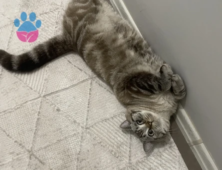 British Shorthair Kedime Dişi eş arıyoruz