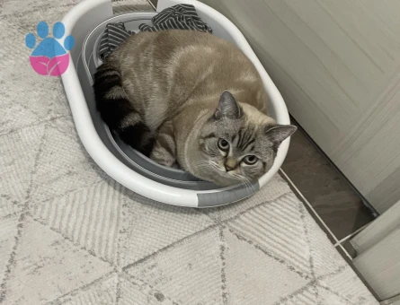 British Shorthair Kedime Dişi eş arıyoruz