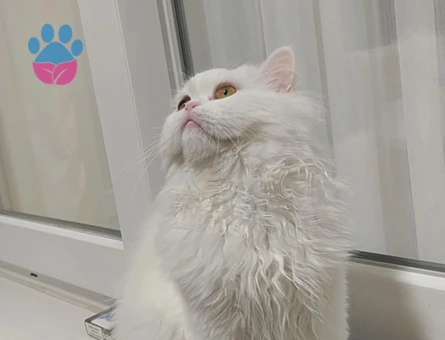 Chinchilla 1 Yaşında Kedim Eş Arıyor