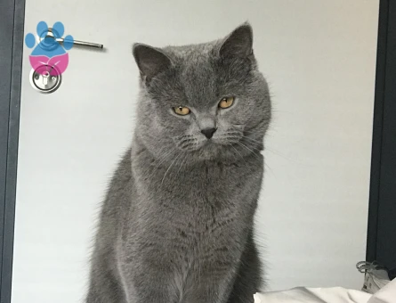 Oğlumuz dumana eş arıyoruz