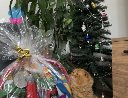 Scottish Fold Yakışıklı oğlumuza eş arıyoruz