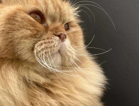 Scottish Fold Yakışıklı oğlumuza eş arıyoruz - 118982204