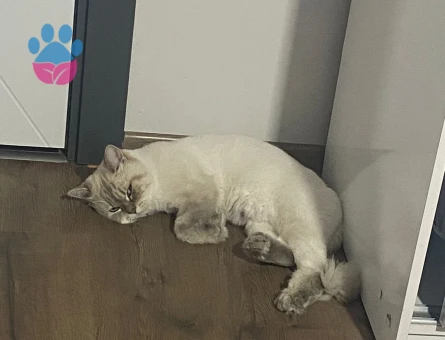 British Longhair Yakışıklımıza prenses arıyoruz