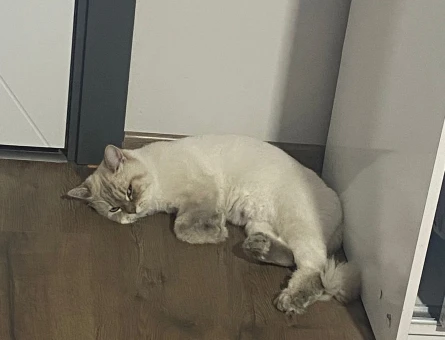 British Longhair Yakışıklımıza prenses arıyoruz - 118982206