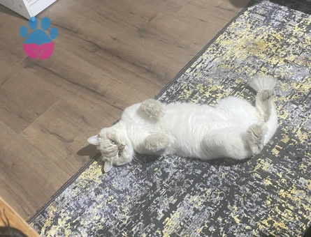 British Longhair Yakışıklımıza prenses arıyoruz