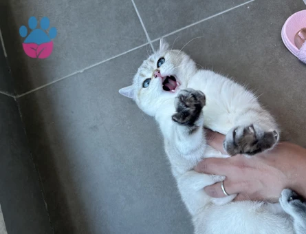 British Shorthair Güneş’imize eş arıyoruz