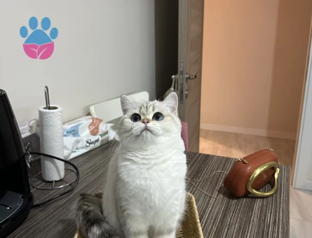 British Shorthair Güneş’imize eş arıyoruz